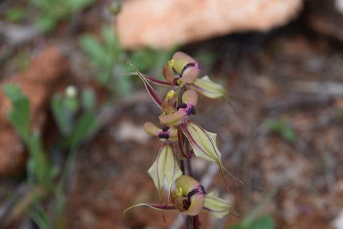 Caladenia cristata - Crested Spider Orchid-Sep-2018p0004.JPG